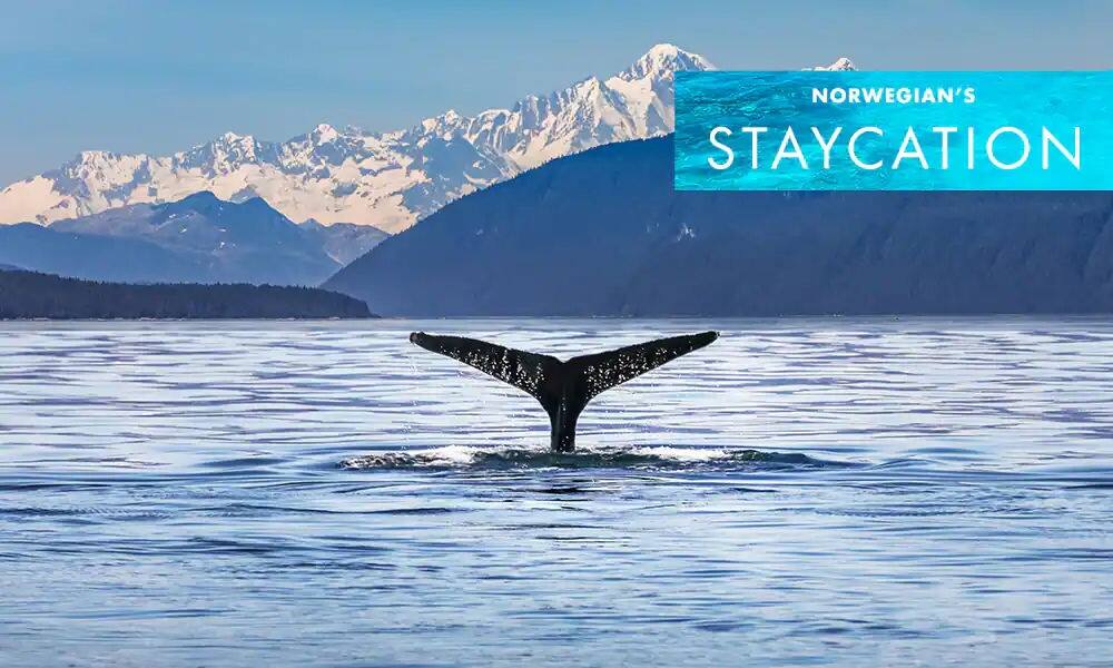 NCL-Alaska-Cruise-Whale-Tail-Blog