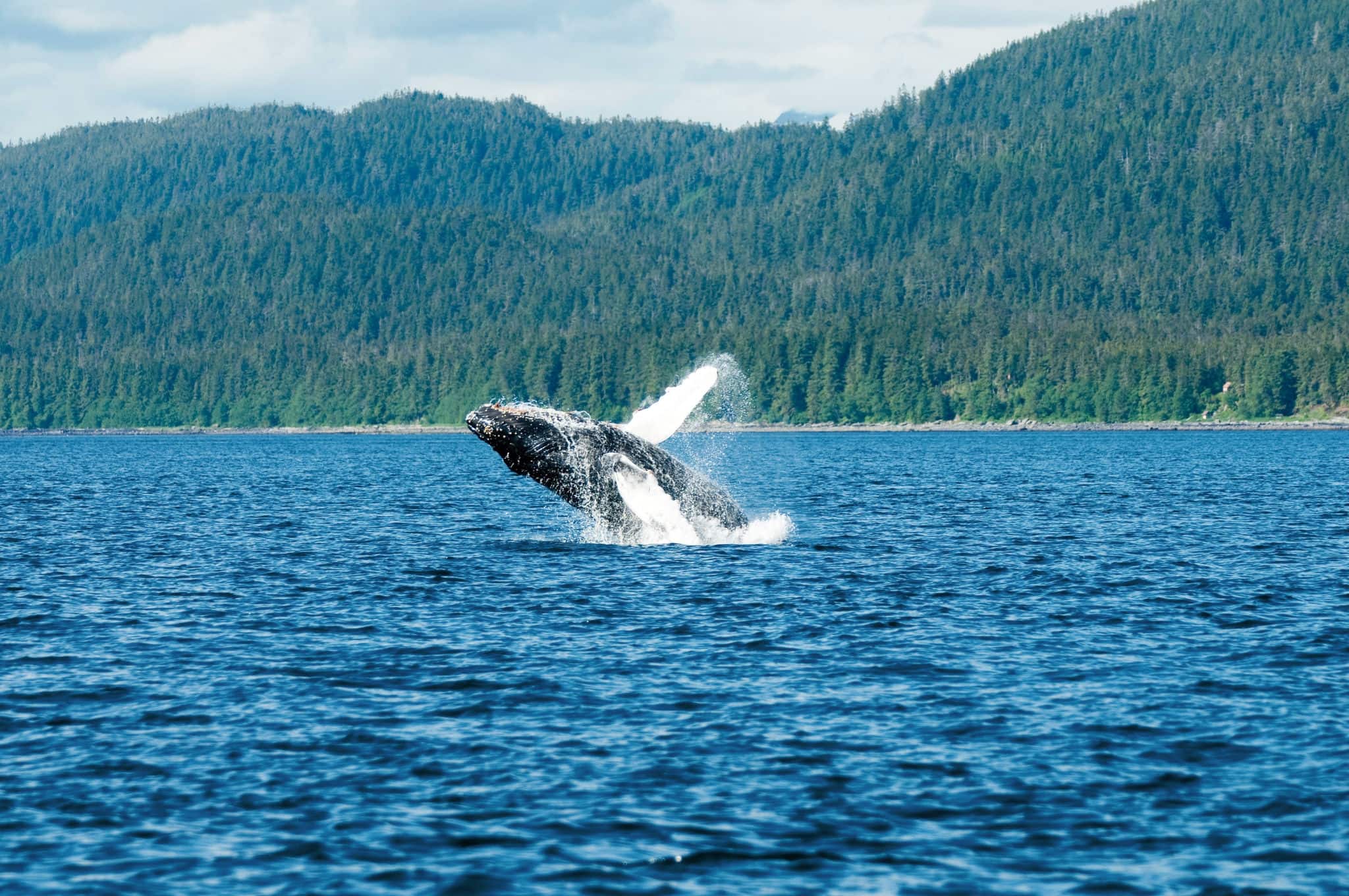 Alaska-Cruise-Whale