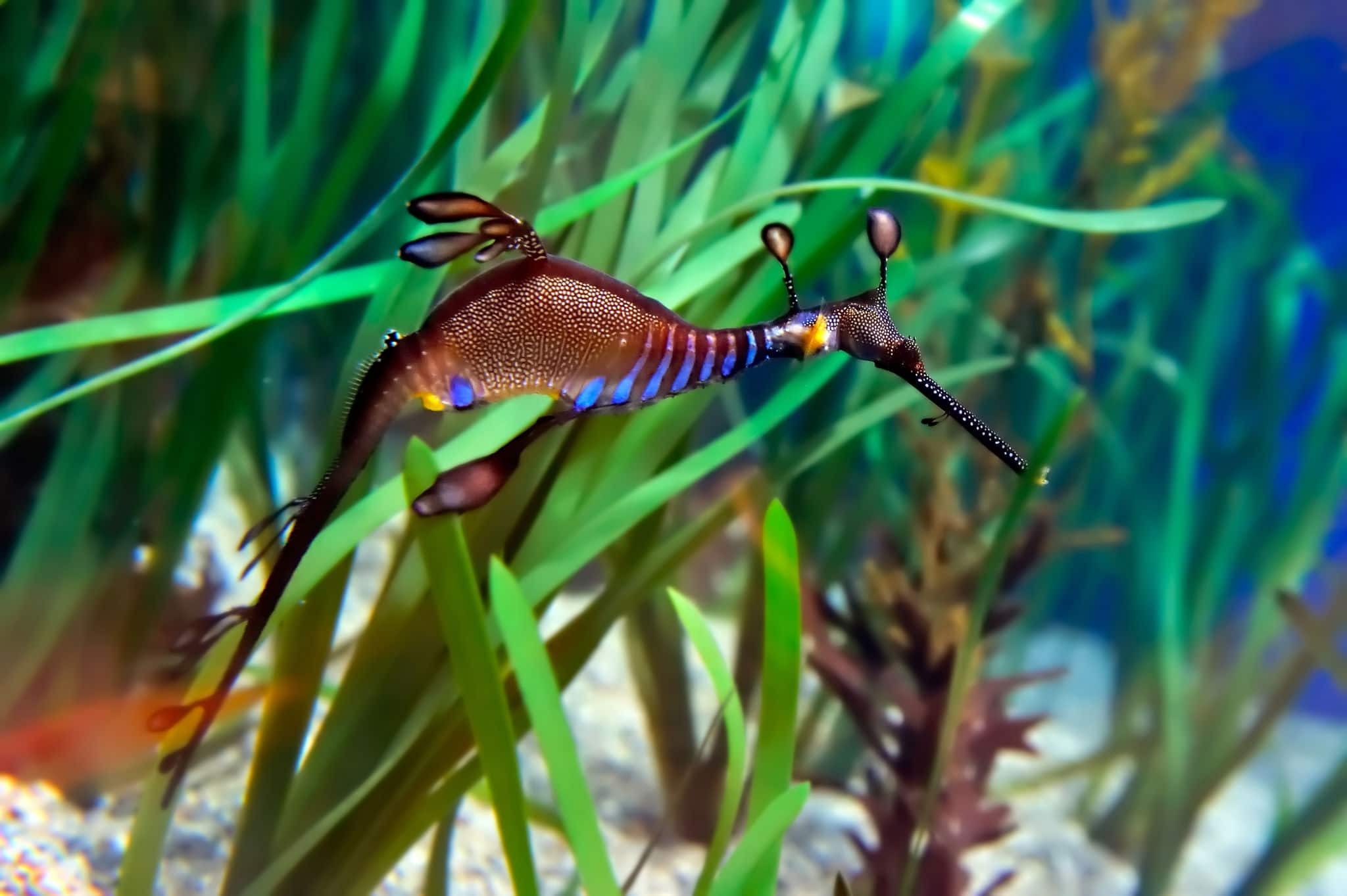 underwater image of sea dragon