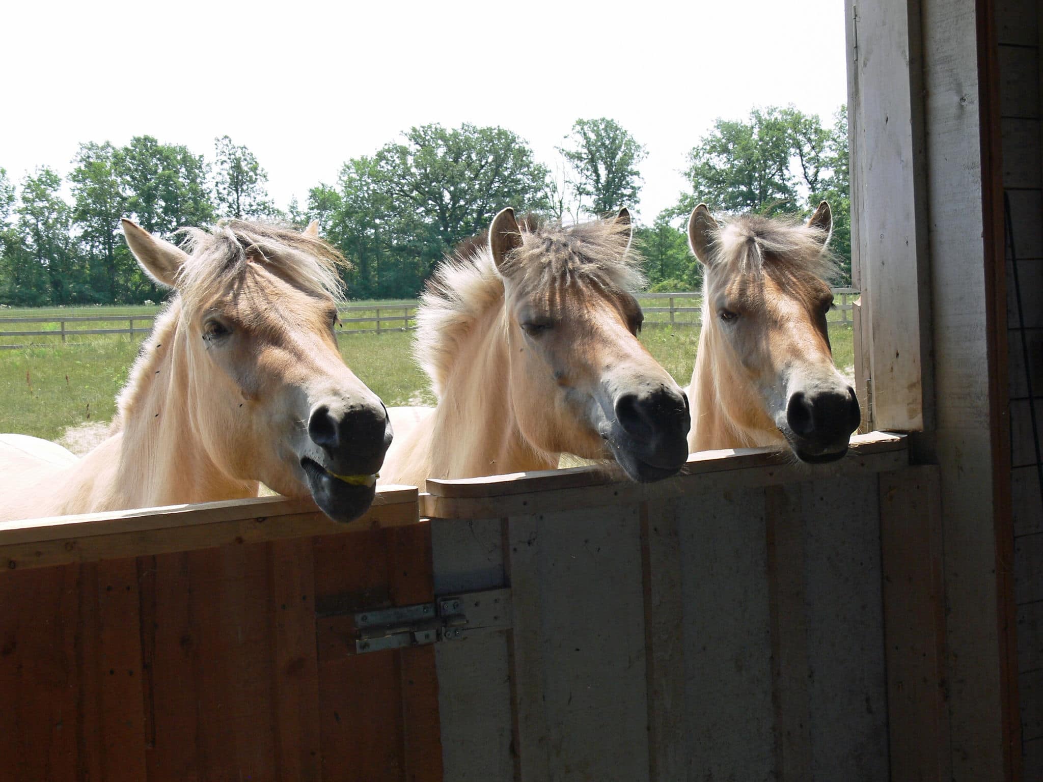 Norwegian Fjord Horse