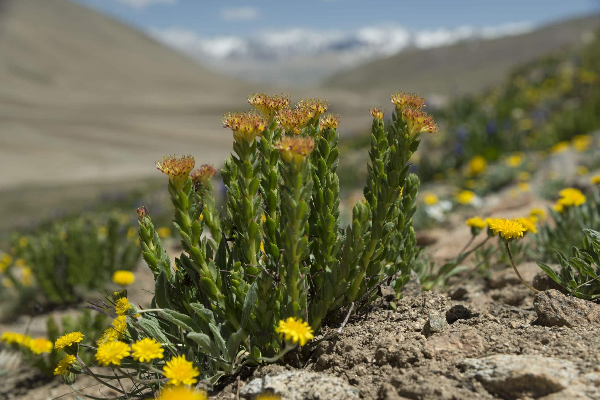 Medicinal herbs. Golden root blossom in mountains. 