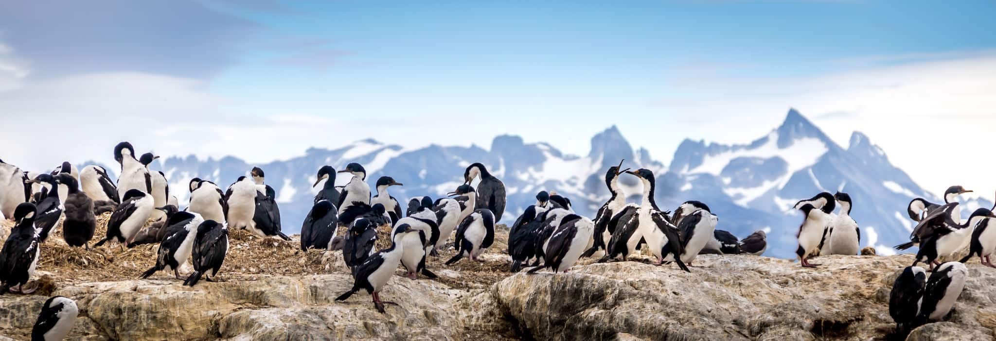Cormorants - sea birds in Beagle Channel, Ushuaia, Argentina