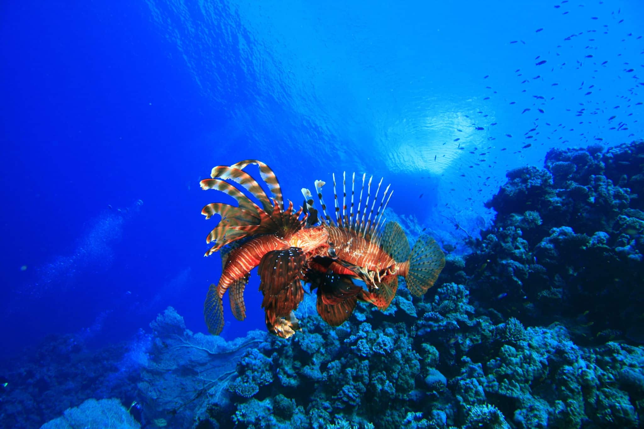 Two male lionfish (Pterois miles) fighting