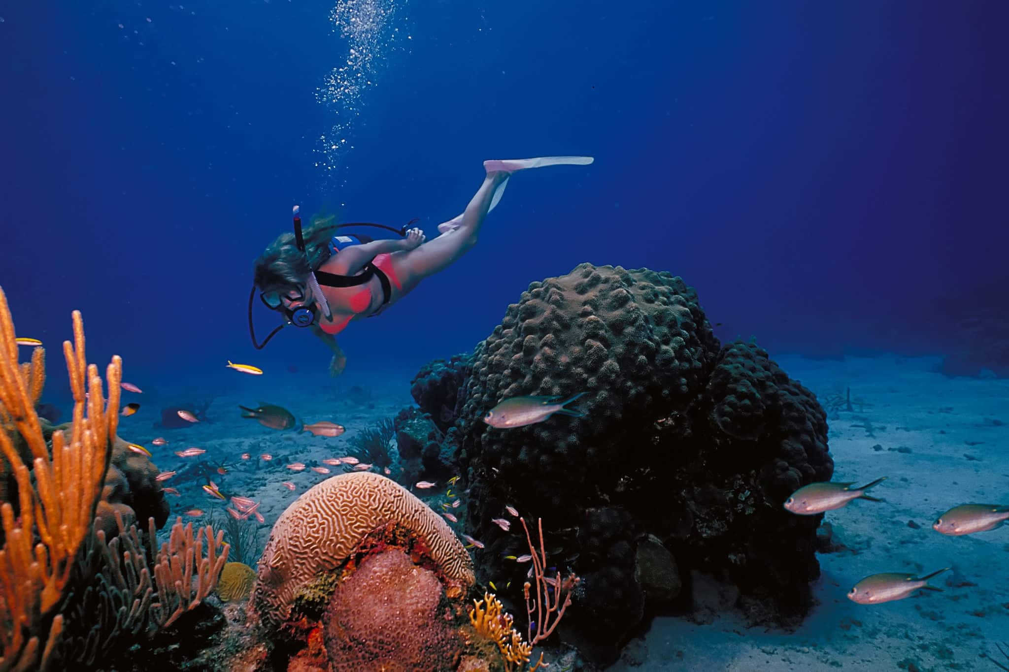 A scuba diving girl in a bikini poses above the coral reef in the warm waters at St. Croix Island in US Virgin Islands.