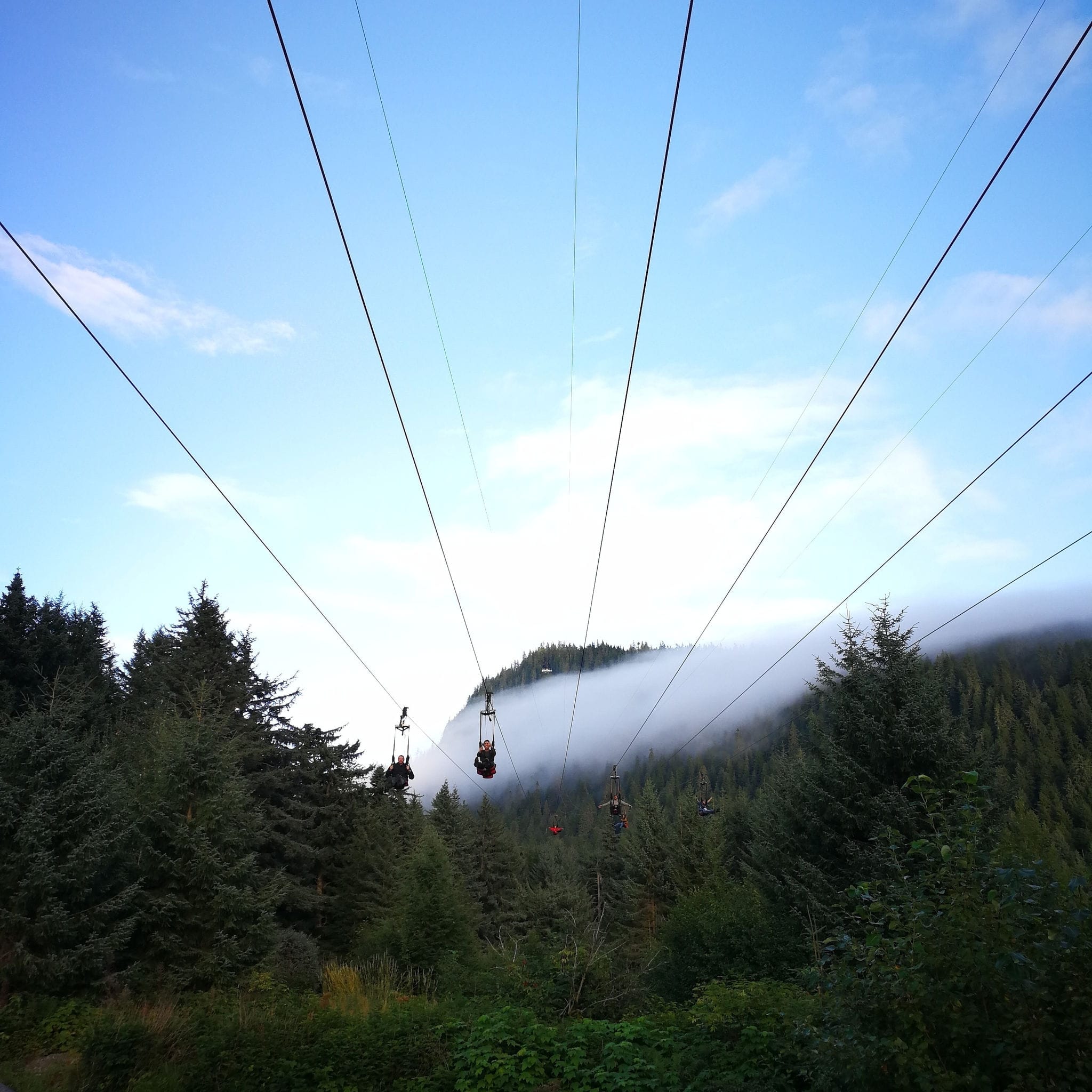 Ziplining into an endless array of forestry.