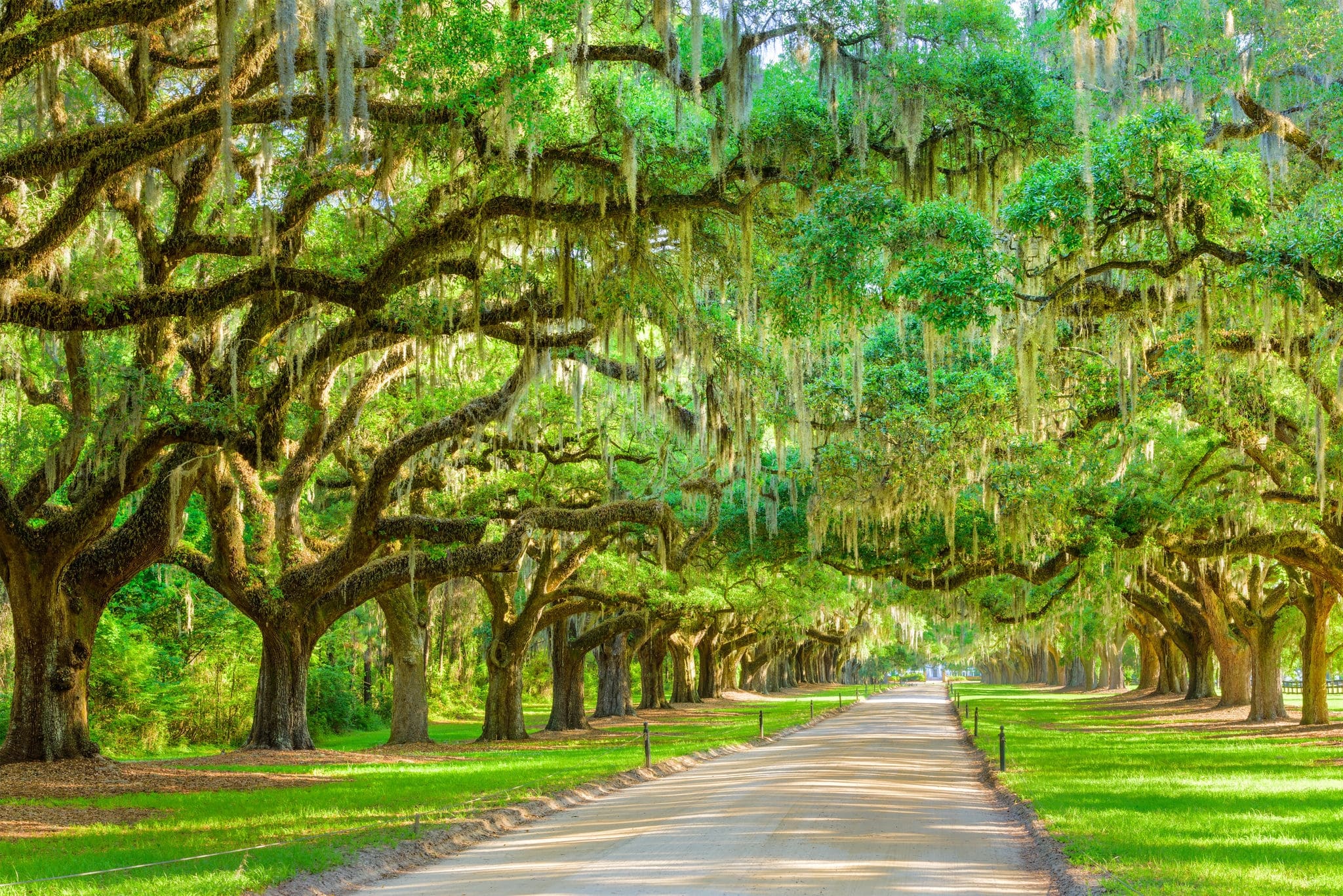 Charleston, South Carolina, USA tree lined plantation entrance.