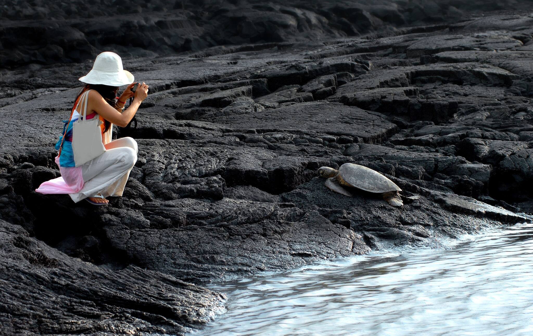 Tourist photographs sleeping sea turtle on Big Island, Hawaii, at Puuhonua o Honaunau National Historical Park.  Protected, sea turtles, by laws require space and no touching boundaries.