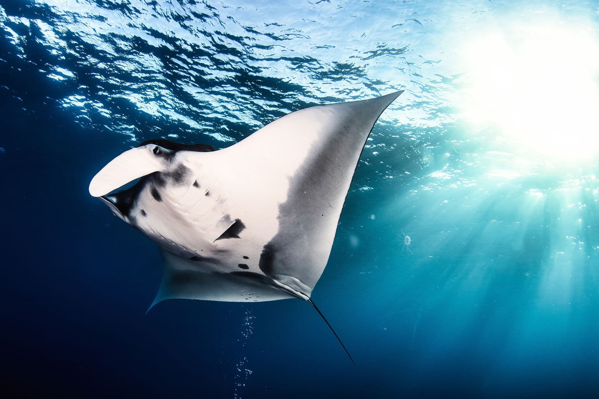 Manta Ray (Batomorphi) cartilaginous fish swimming in tropical underwaters. Manta in underwater wild animal world. Observation of wildlife ocean. Scuba diving adventure in Ecuador coast. Copy space