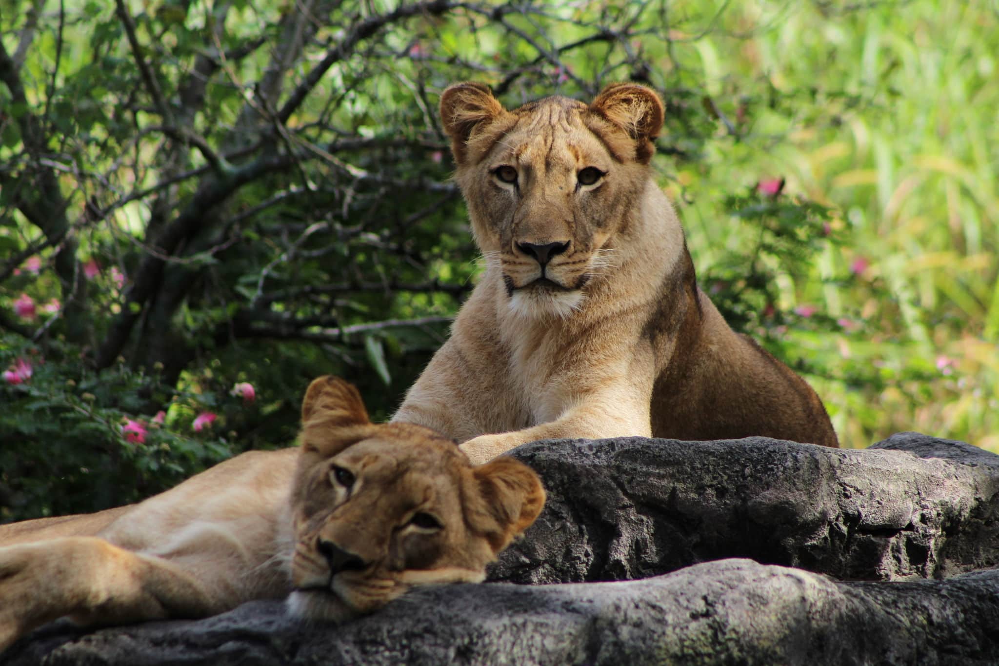 Lionesses in Busch Gardens, Tampa, Florida