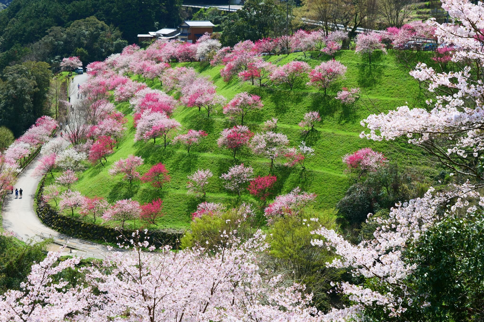 Japanese Springtime.This place is Hikichi Bridge Peach Flower Spot.Niyodogawa,Kochi,Japan.Late March.