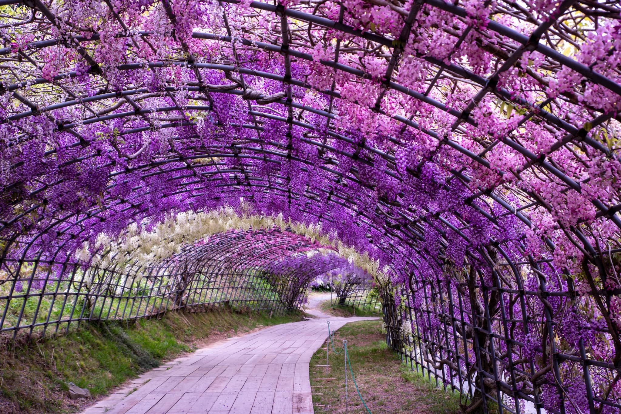 A magnificent view of the wisteria shelf in Kawachi Wisteria Garden, Kitakyushu City, Fukuoka Prefecture
