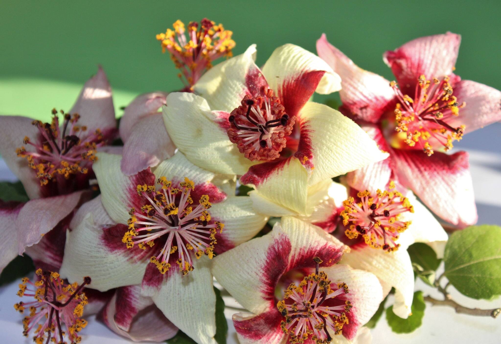 Phillip Island hibiscus flowers. Hibiscus insularis is an endangered Australian native. endemic to Phillip Island, south of Norfolk Island.