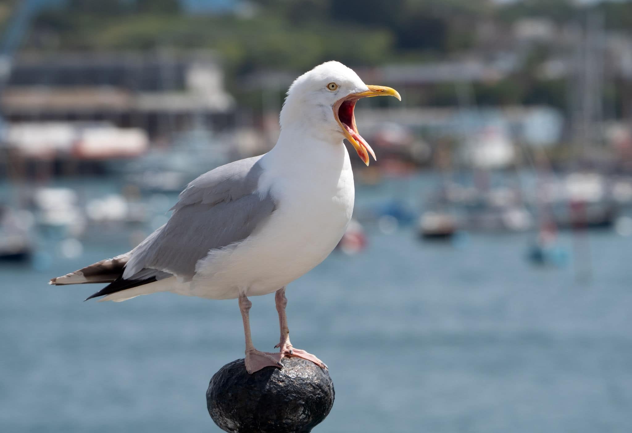 Seagull with beak wide open, Falmouth, England UK.