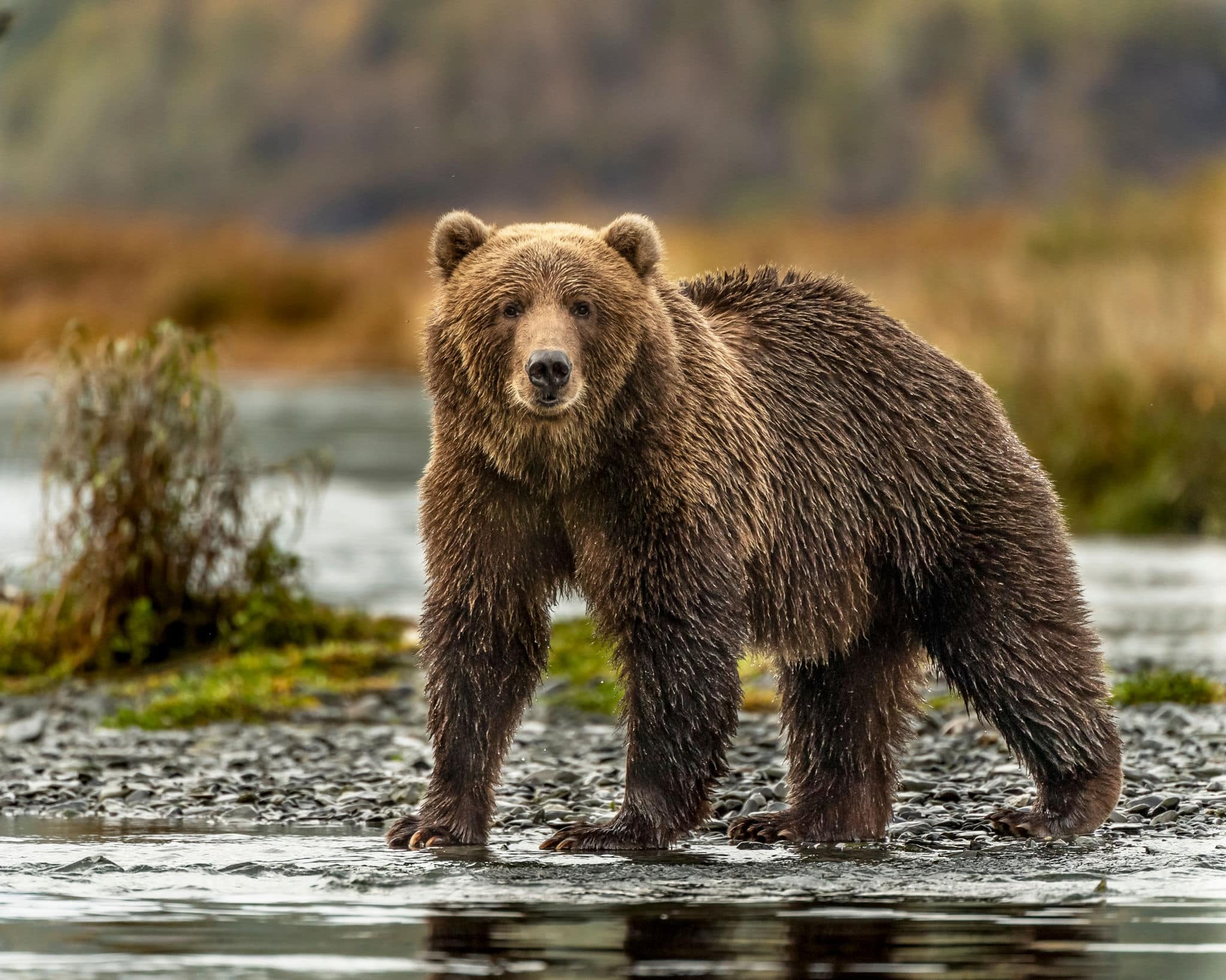 Kodiak bears at play, feeding, moving down the river in the fall.