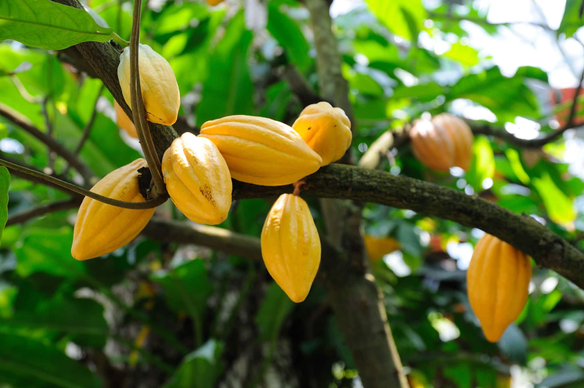 Cocoa pods on tree