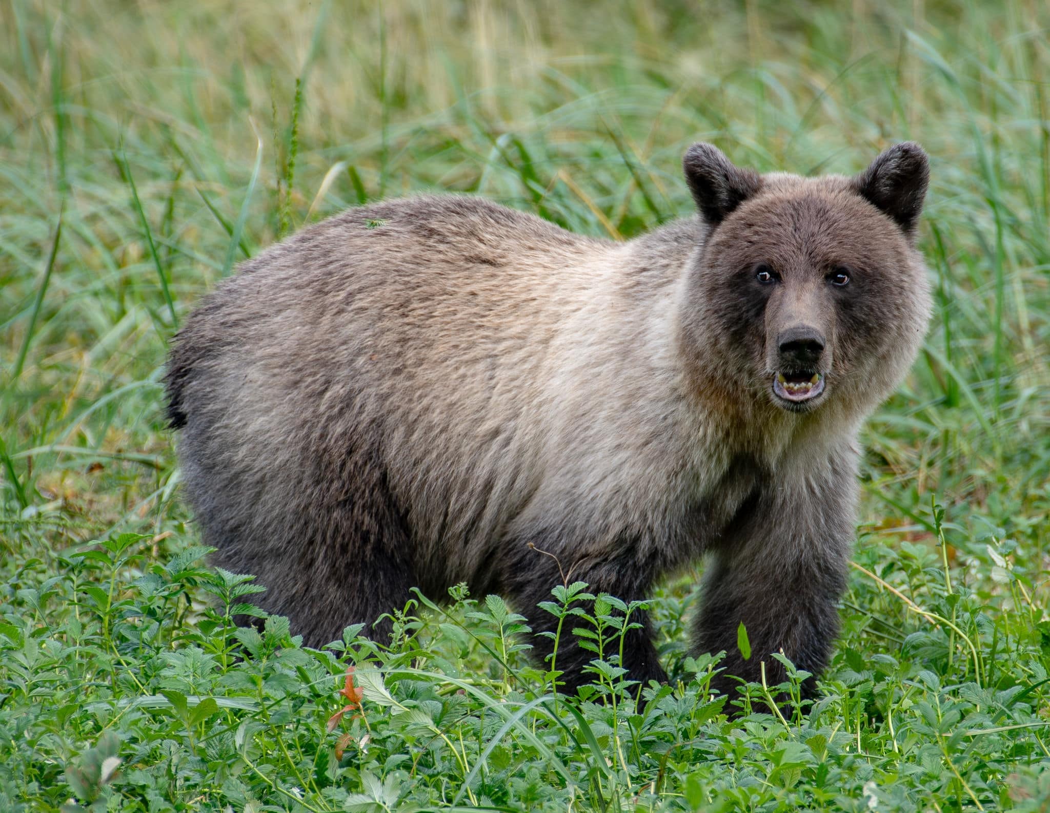 Grizzly Bear Cub in Haines Alaska