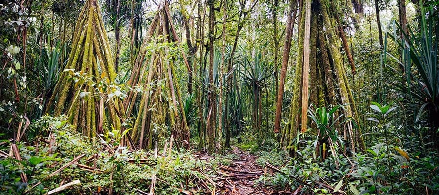rainforest