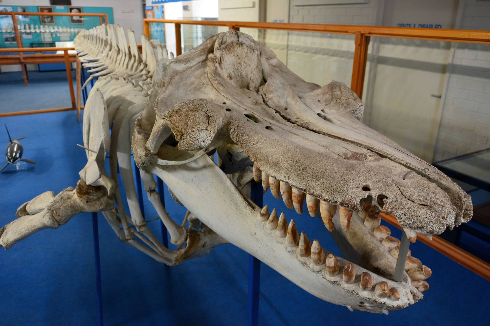 Eden, New South Wales, Australia – February 25, 2015. The skeleton of Old Tom, a killer whale and local legend, at the Killer Whale Museum in Eden.