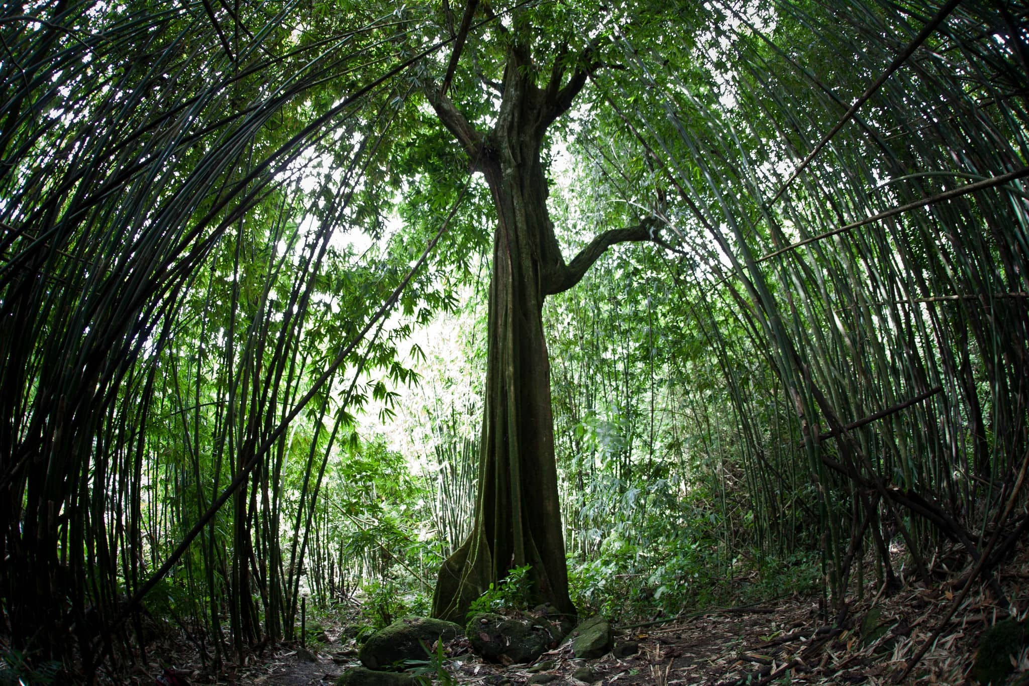 A bamboo forest grows on the island of Raiatea in French Polynesia.  This beautiful island is surrounded by a barrier reef and covered by thick rainforest.