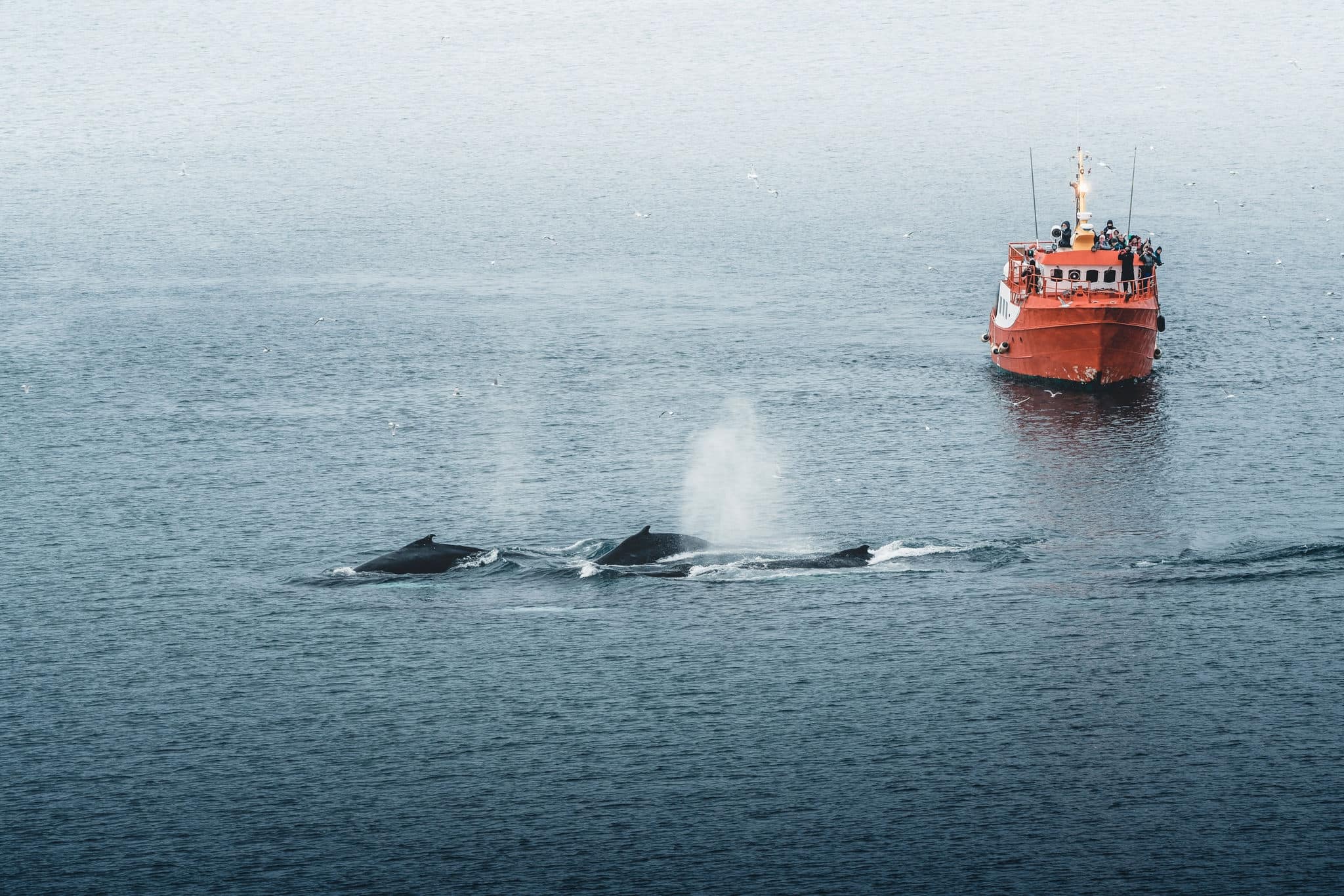Three Humpback whales with fin swimming in ocean and feeding. Orange whale Watching tour boat ship in background. Greenland Disko Bay Ilulissat.