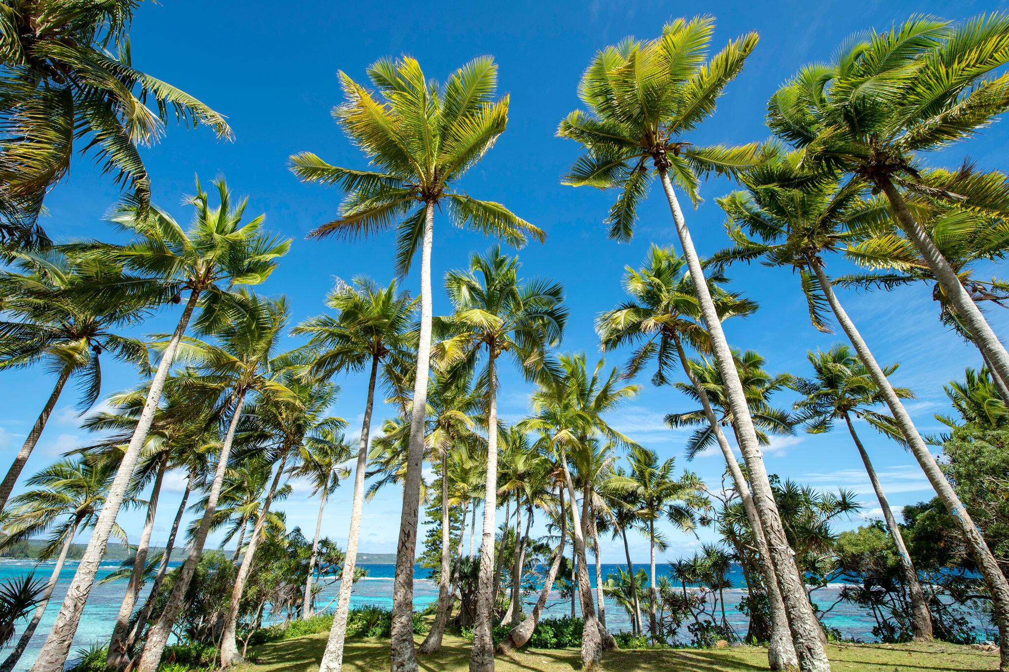 New Caledonia, Loyalty Islands, Male Island, Palms of Tadine Coast