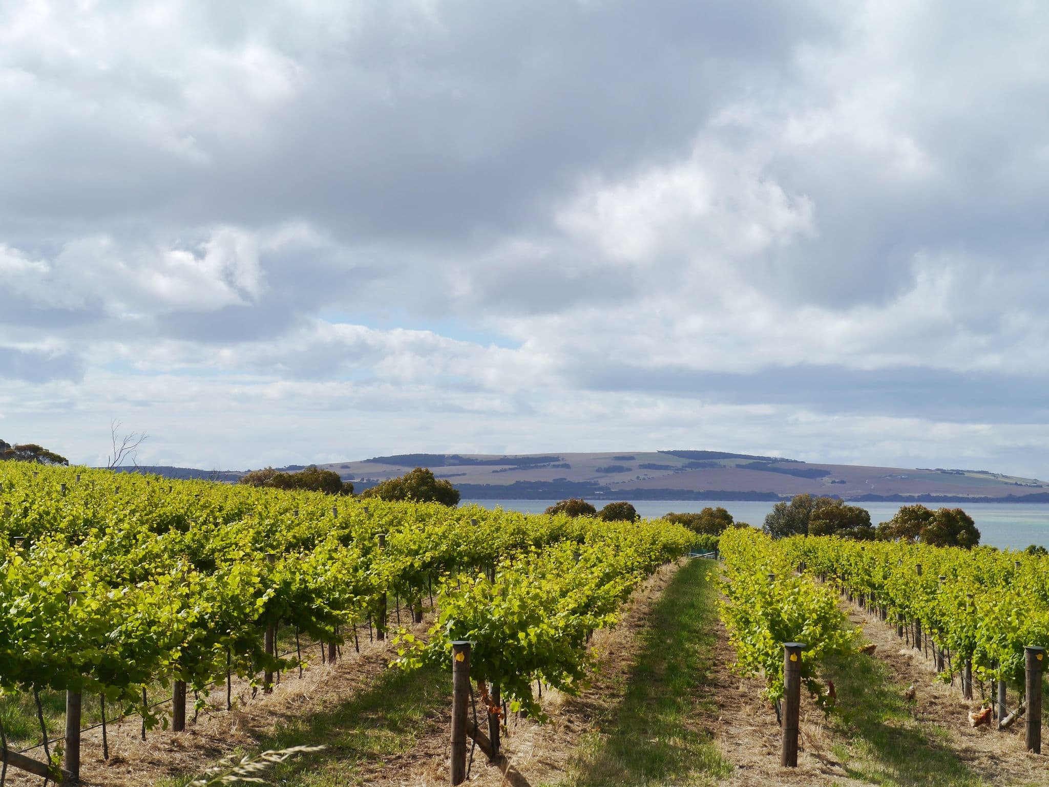 A wine vineyard on Kangaroo island in Australia