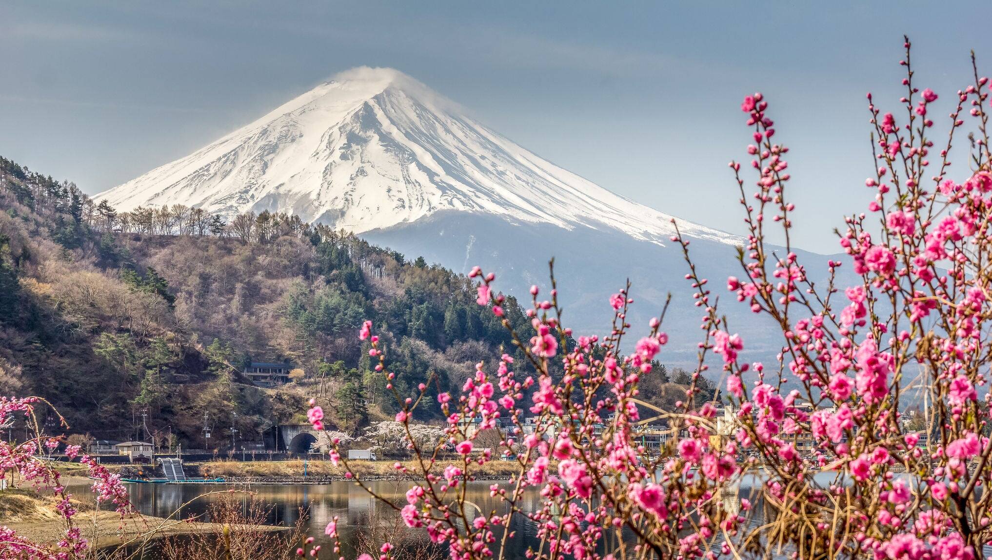 Cherry blossom and the Mount Fuji by the Ashi lake, Hakone, Japon