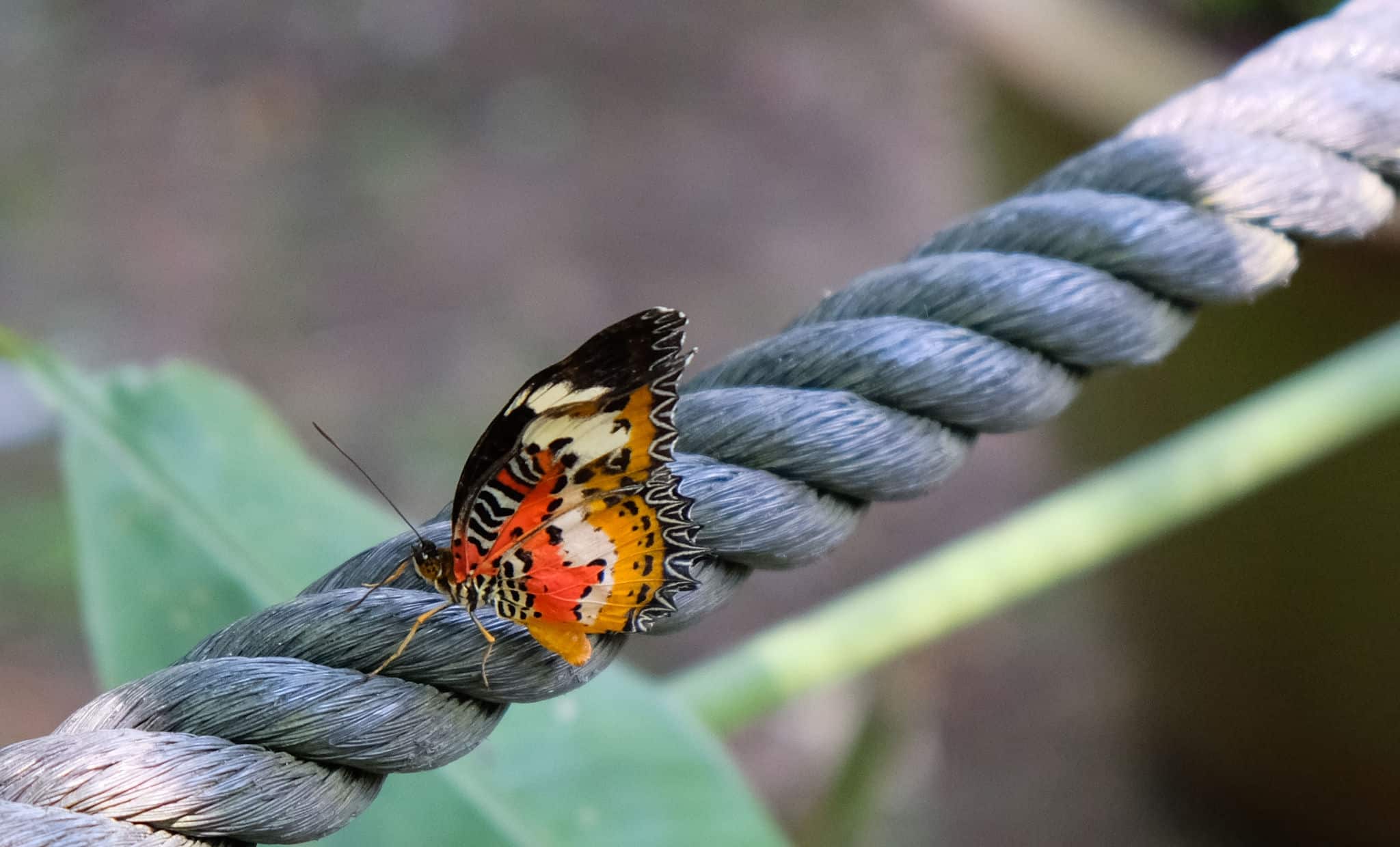 Kingdom of Butterfly with amazing color of nature.This group of colorful nature were shot at Malacca, Malaysia.
