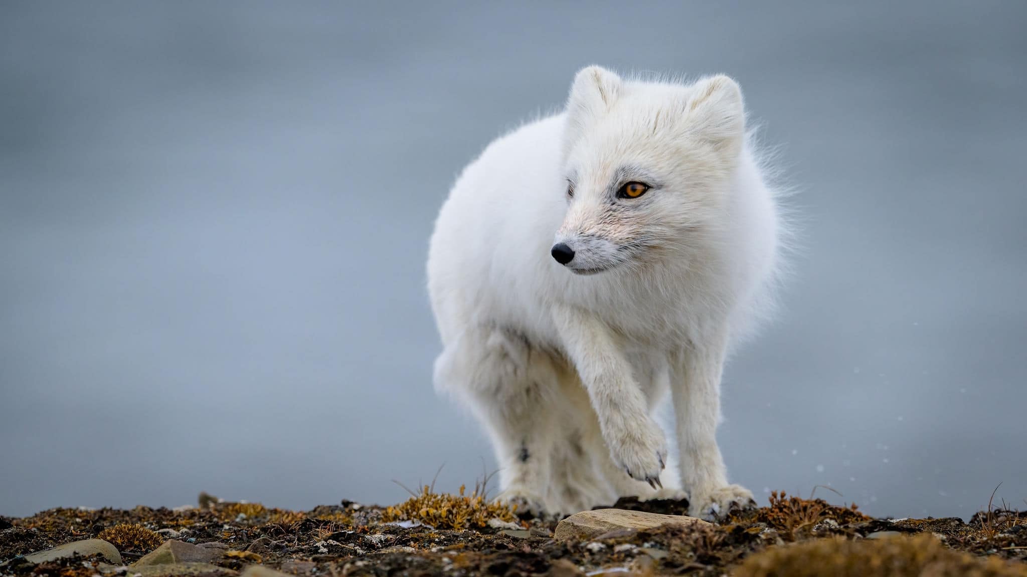 White furred arctic fox (vulpes lagopus) in snow in spring, Longyearbyen, Svalbard, Norway