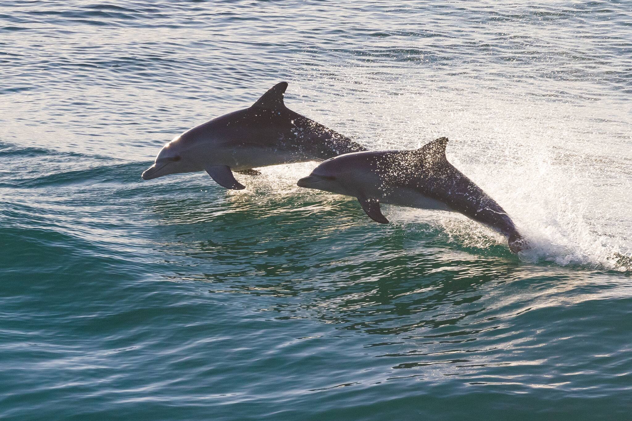 Sparkling dolphins jumping at sunrise