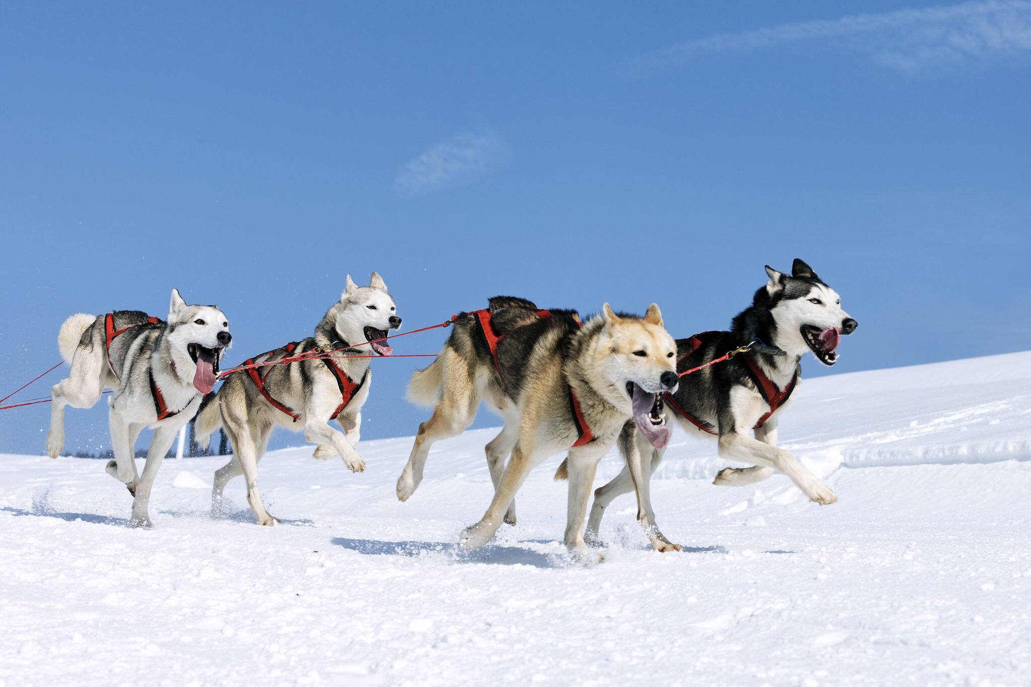 sportive dogs in the snow, extreme, mountain