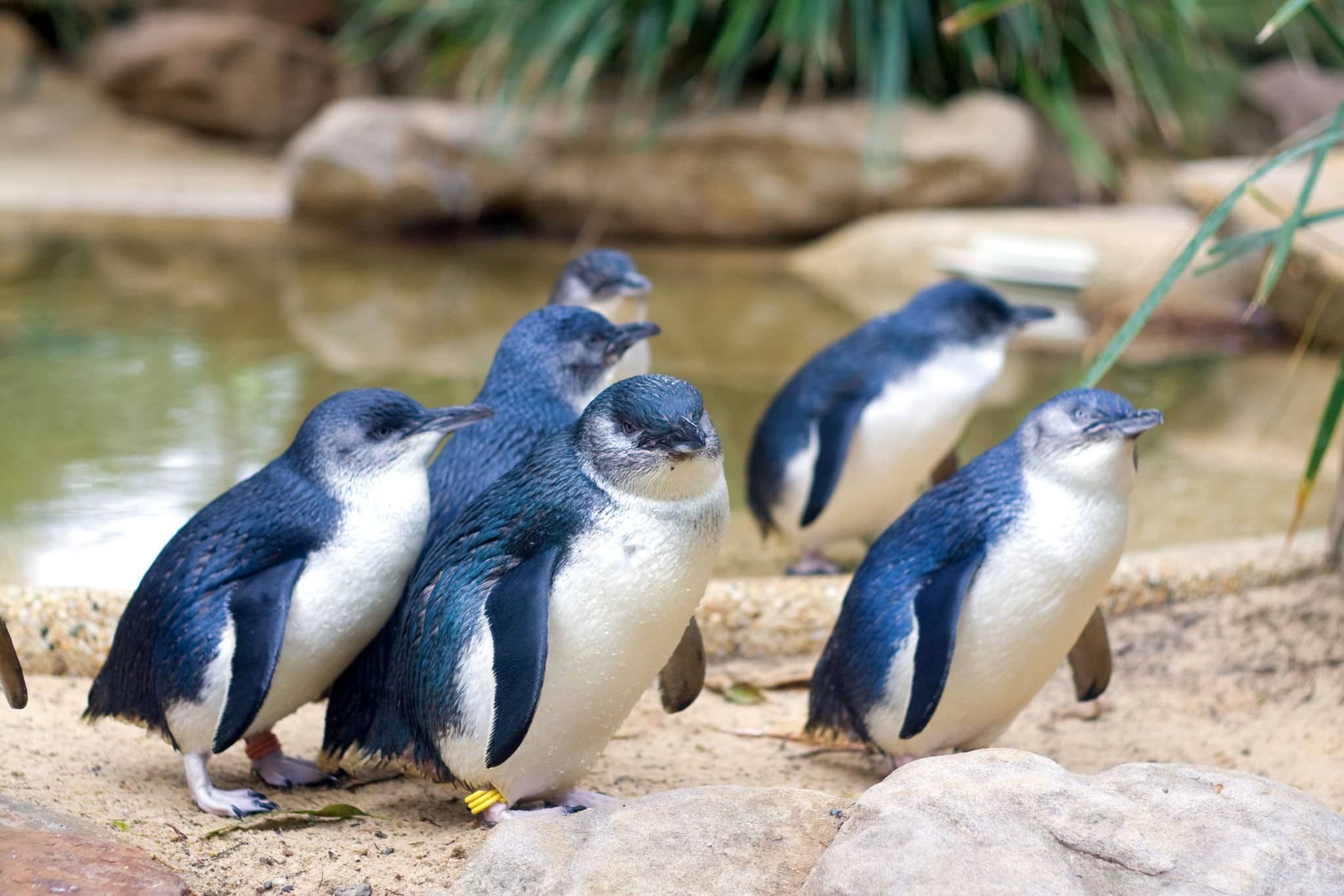 Little Penguins in Featherdale Wildlife Park in Australia