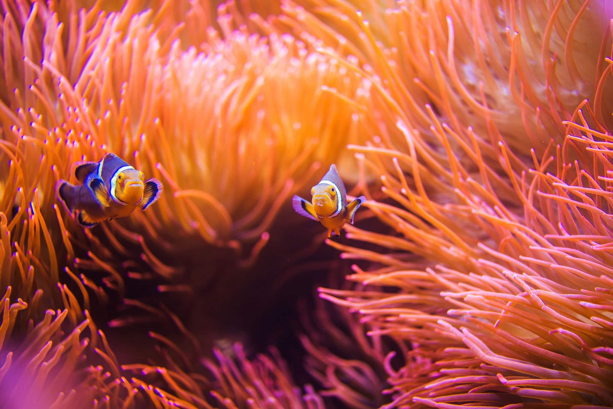 Coral Reef Clownfish Between Bubble Sea Anemone. Clownfish or Anemonefish. Coral Reef Life.