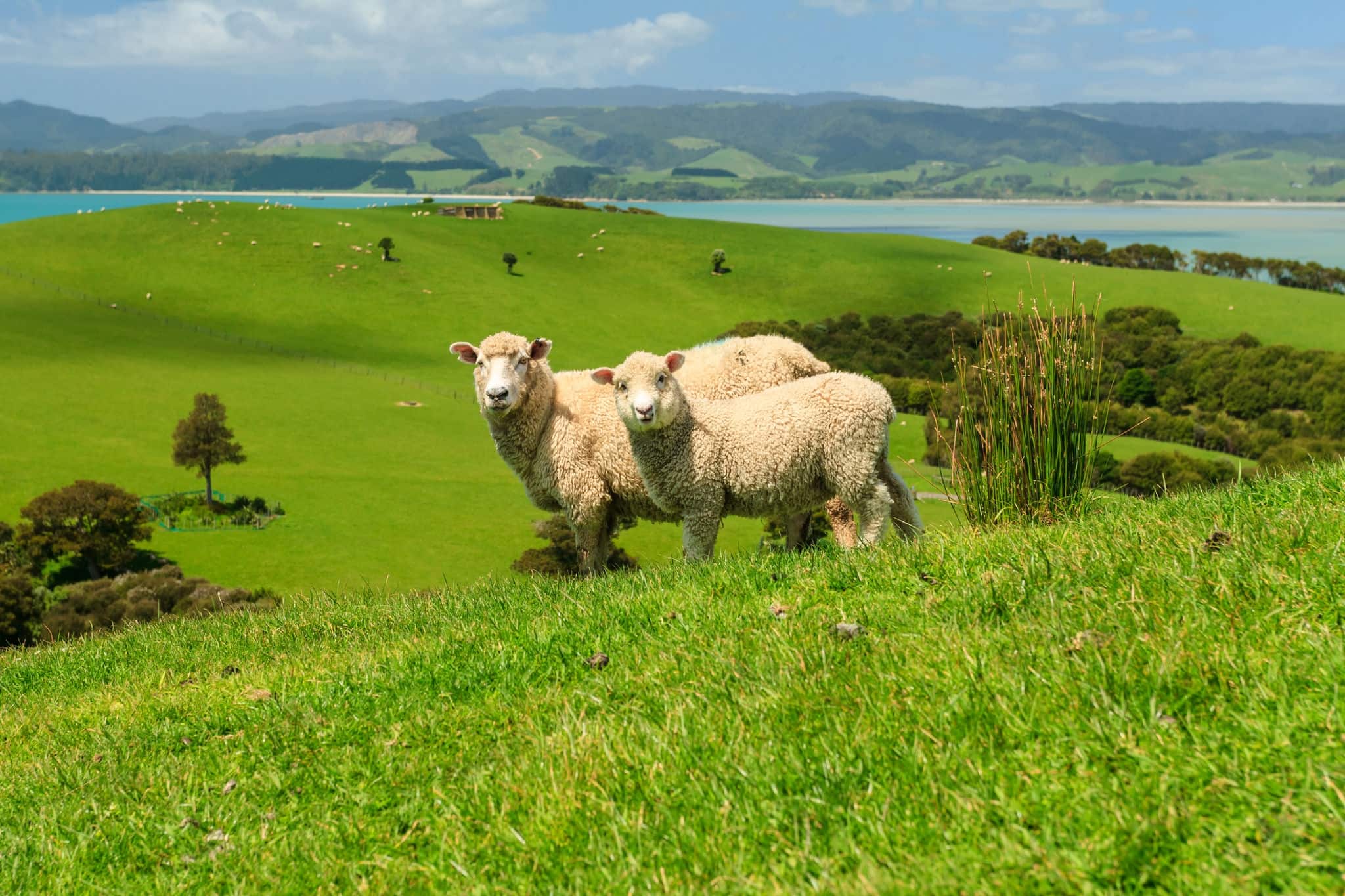 Two Sheeps on Green Field of the Pacific Sea Coast, Duder Regional Park, Auckland Region, New Zealand