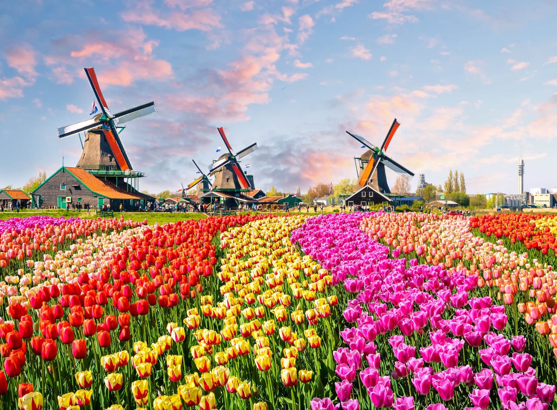 Landscape with tulips, traditional dutch windmills and houses near the canal in Zaanse Schans, Netherlands, Europe