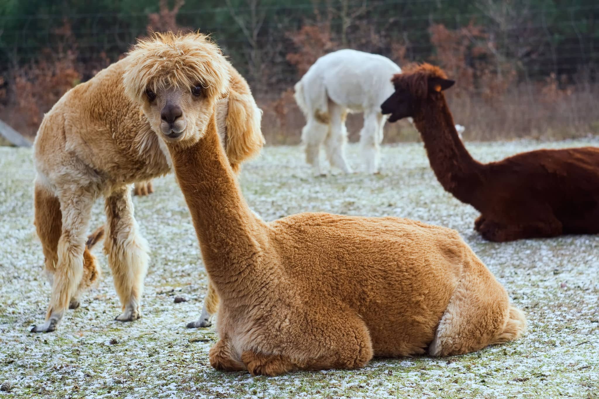 herd of alpacas. alpaca portrait.