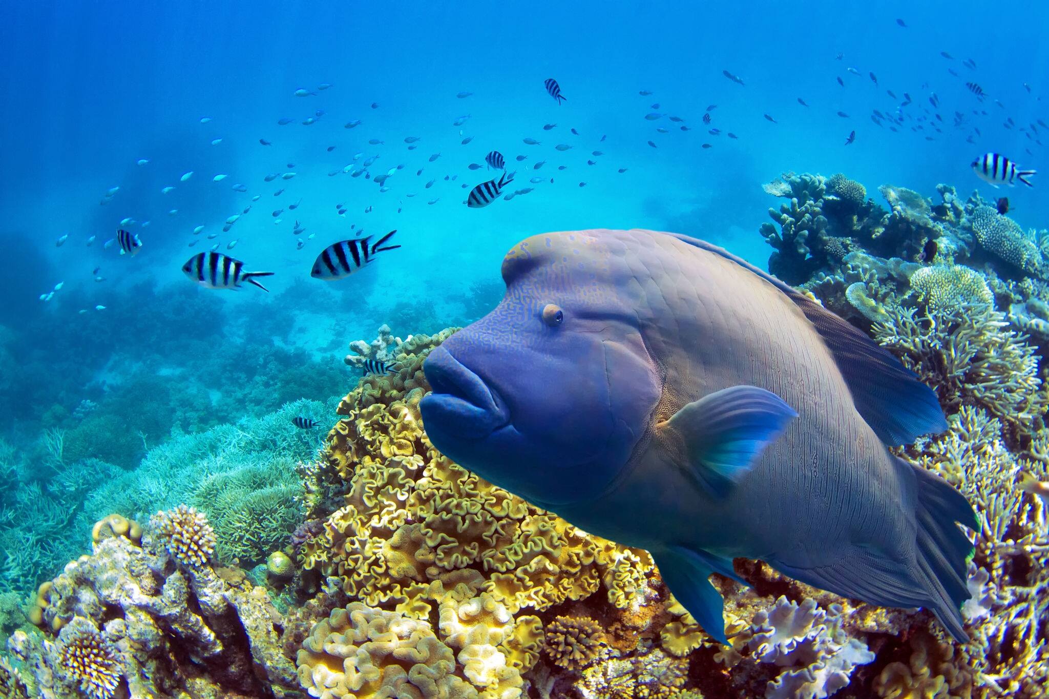 Great barrier reef fish