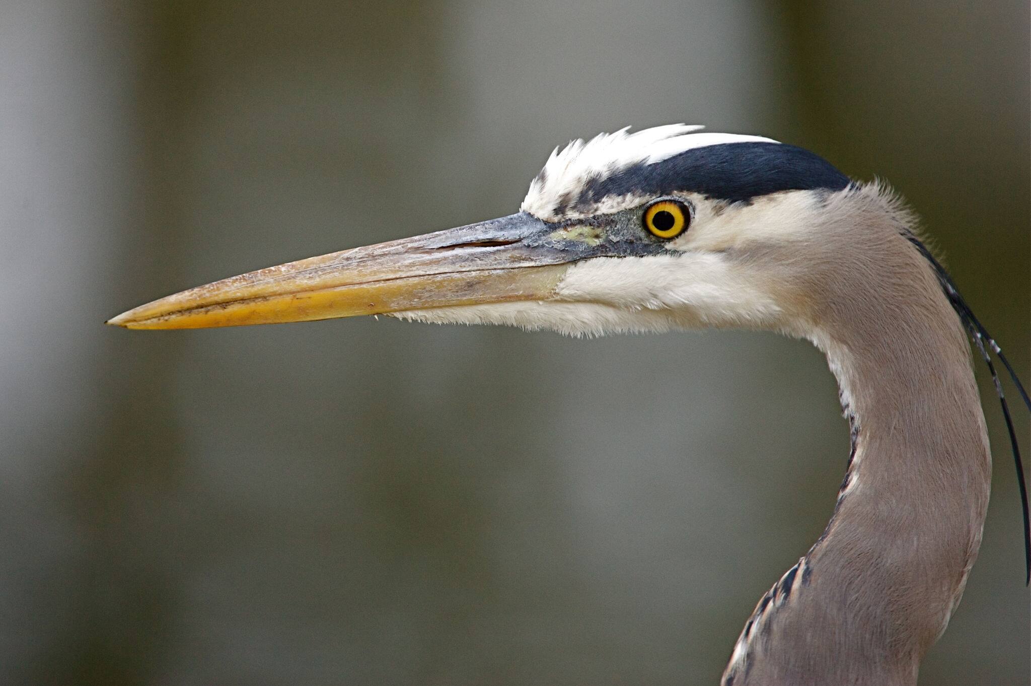 Great Blue Heron portrait, Ridgefield National Wildlife Refuge, Washington; pacific northwest waterfowl / wildlife / bird / nature