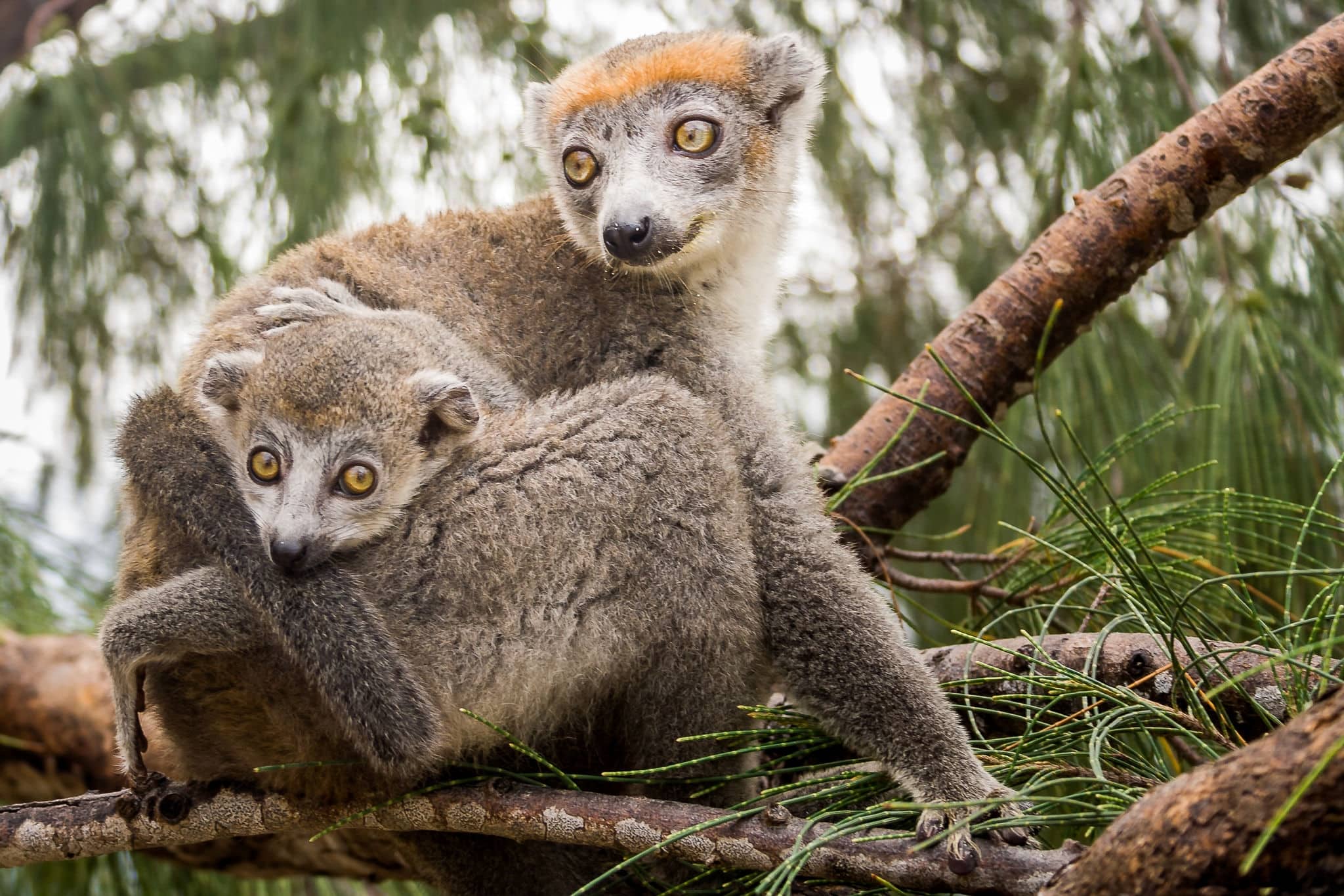 Crowned lemur (Eulemur Coronatus), endemic lemur from northern Madagascar