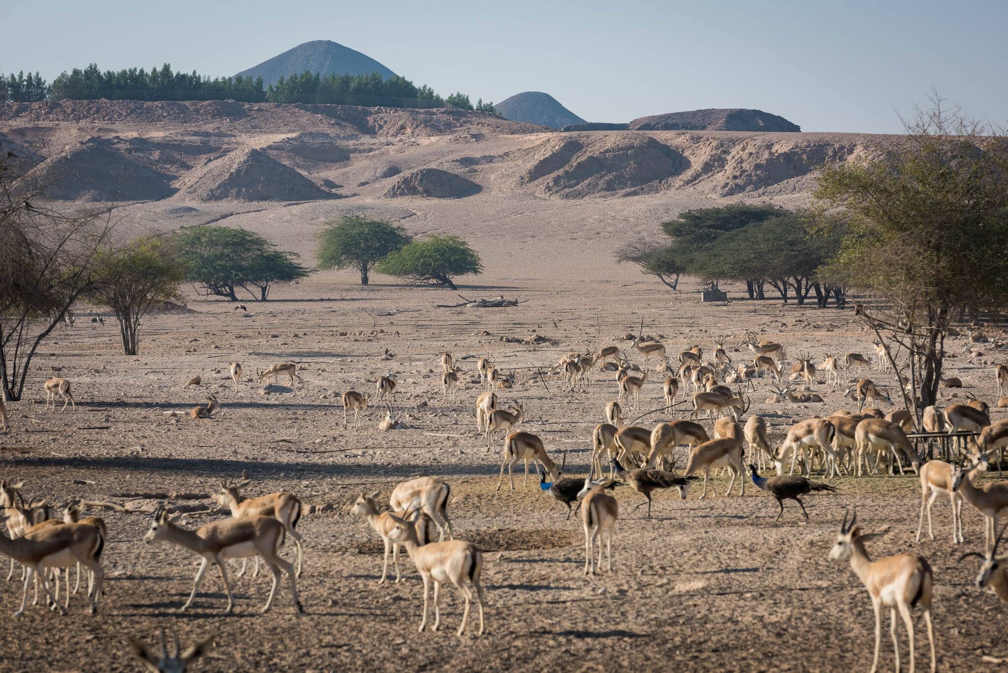 wild life of Sir Bani Yas island