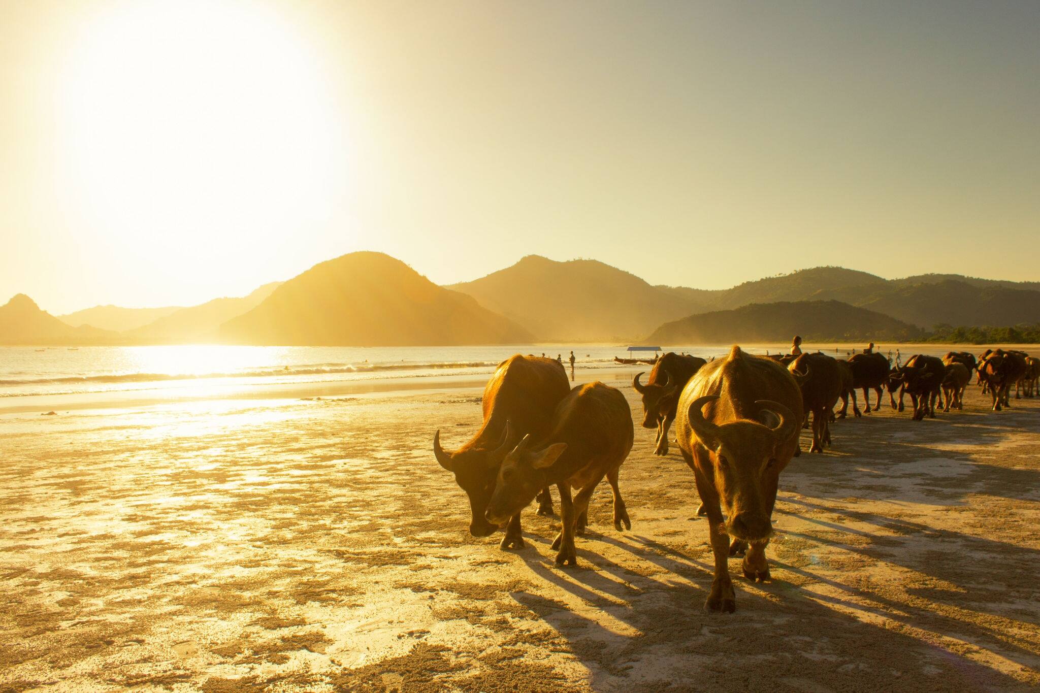 Buffalo Return to Home