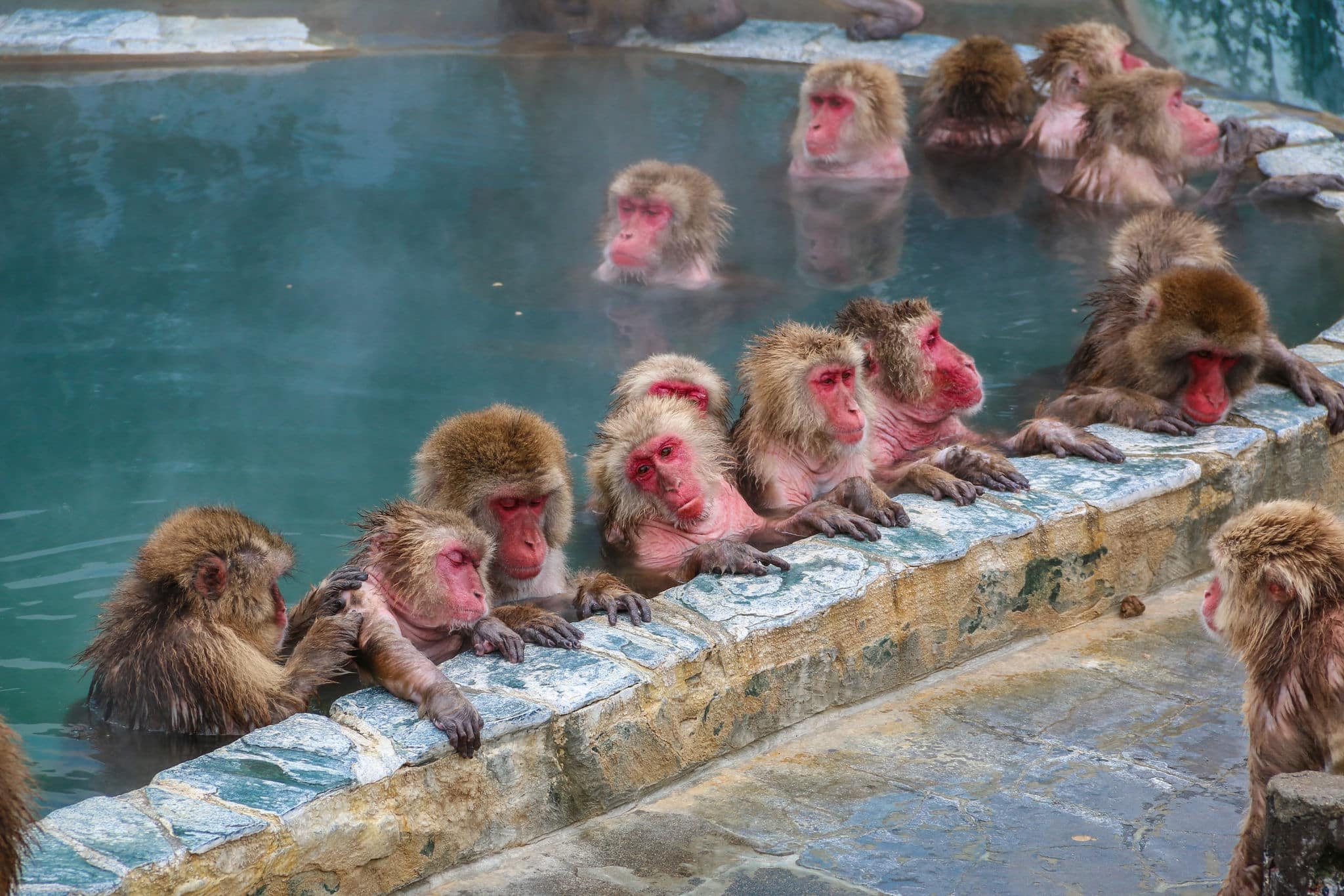Snow monkeys (Japanese macaque) relaxing   in a hot spring pool (onsen) ,Hakodate ,Japan.