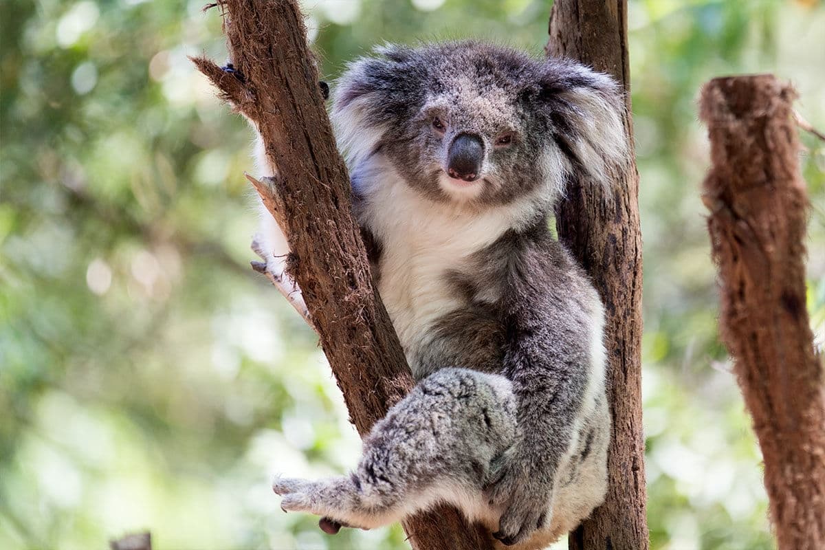 See a koala in Australia.