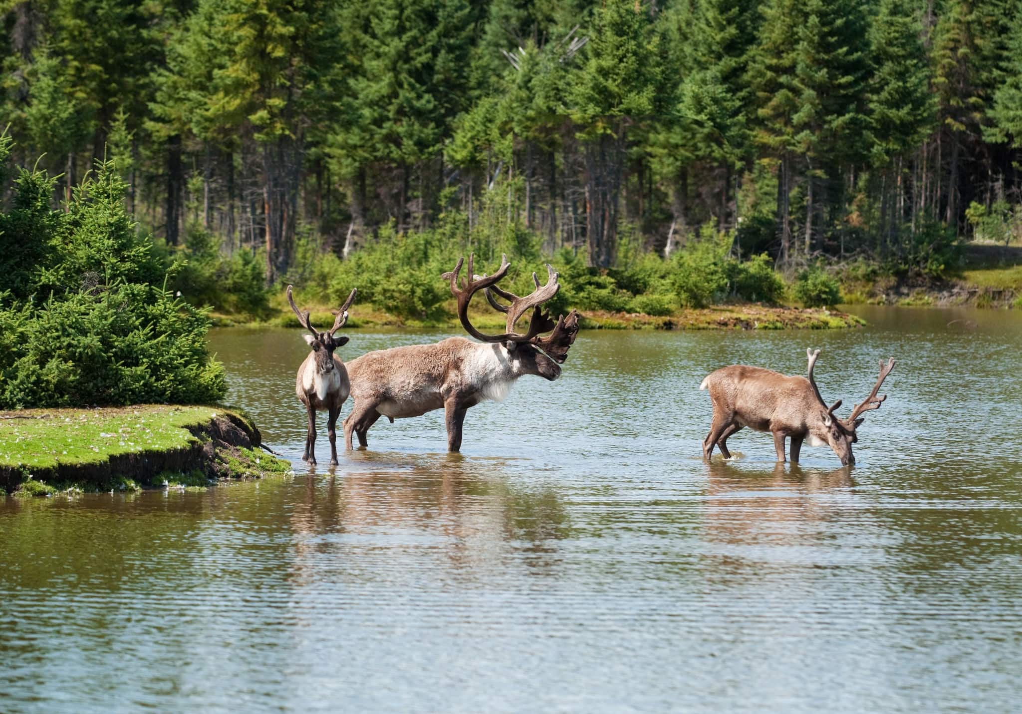 woodland caribou, including a bull and two cows in a natural river setting