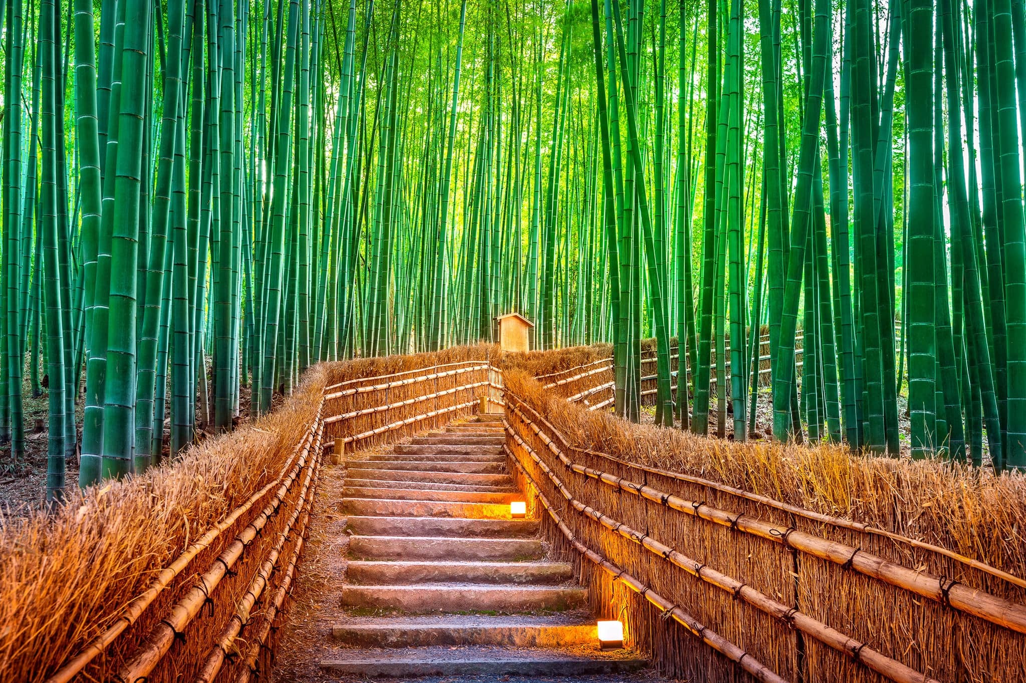 Bamboo Forest in Kyoto, Japan.