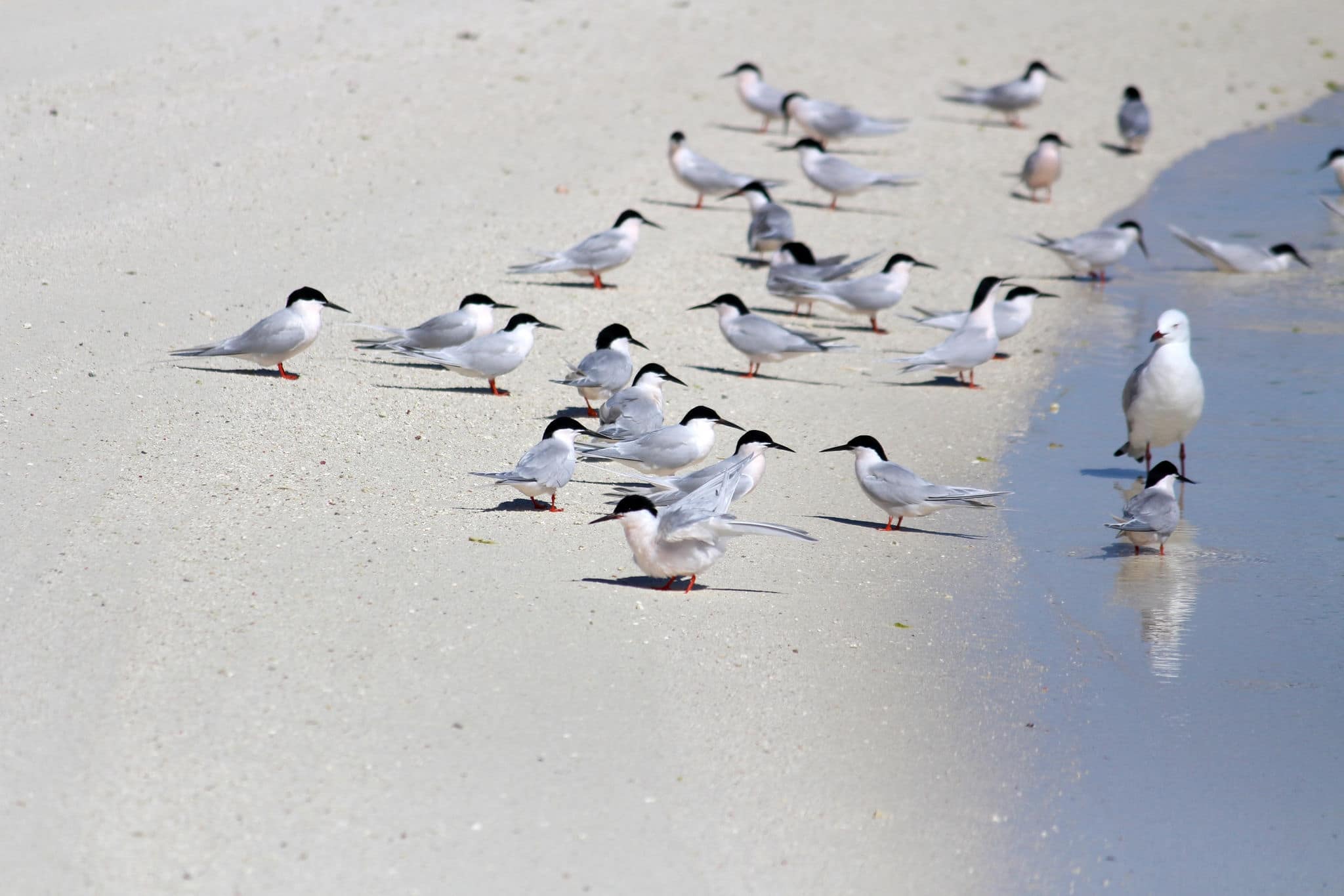 Roseat Terns (Sterna dougallii) and a Silver Gull (Chroicocephalus novaehollandiae) at the Houtman Abrolhos Islands, Easter Group, Western Australia.