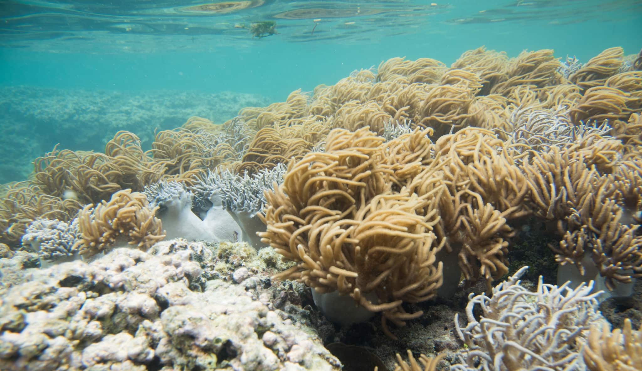 Grey and brown finger leather coral in the Great Astrolabe Reef in the Pacific Ocean on Dravuni Island, Fiji