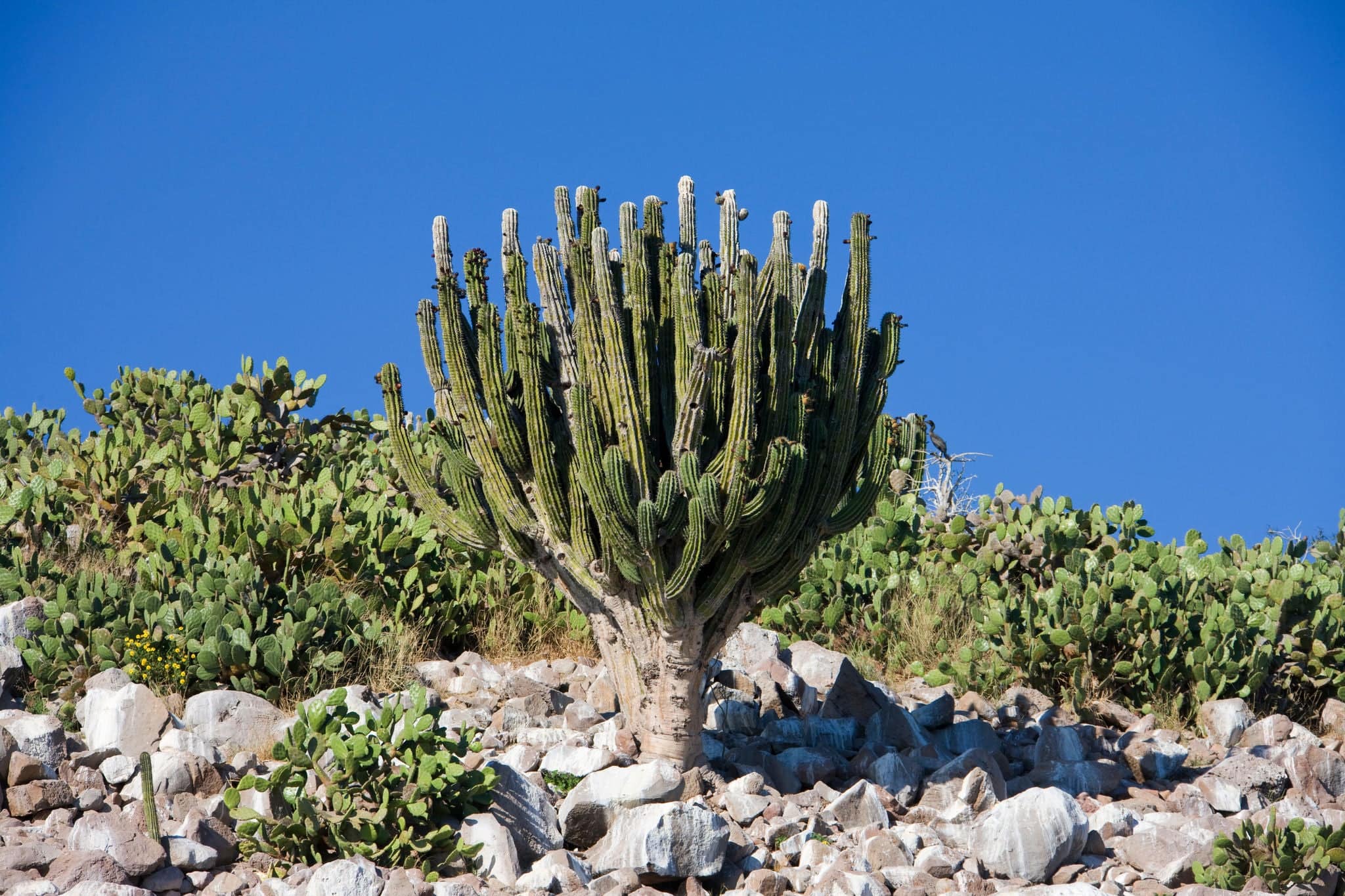 Cactus at Topolobampo, Sinaloa, Mexico