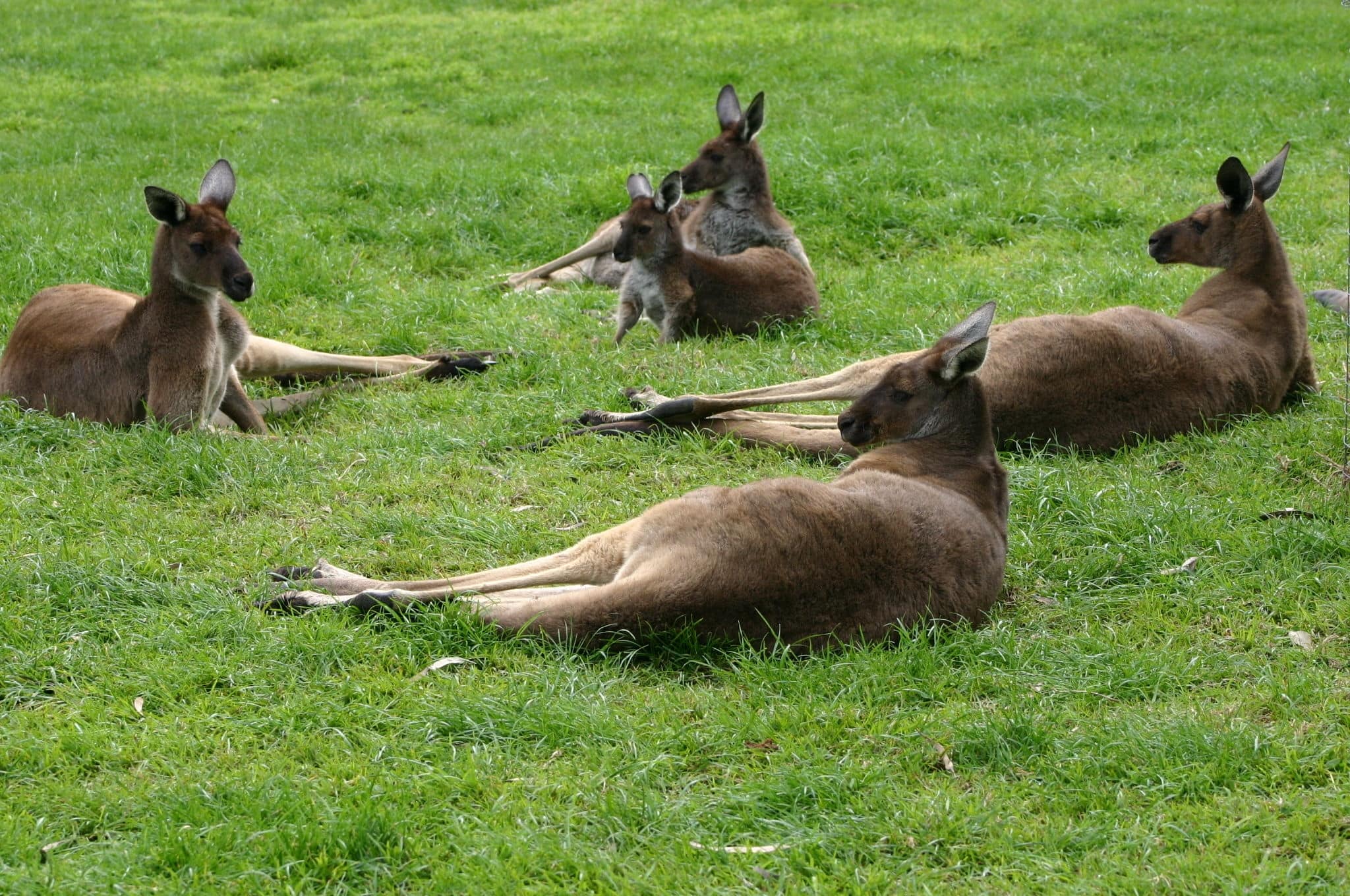 lazy kangaroos