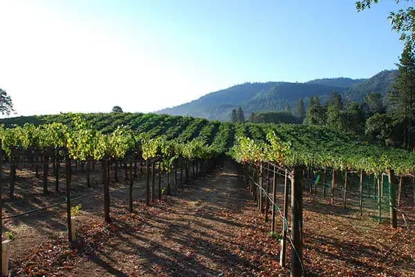 NCL-Lifestyle-Cruise-Vineyard-Blog